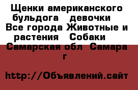 Щенки американского бульдога ( девочки) - Все города Животные и растения » Собаки   . Самарская обл.,Самара г.